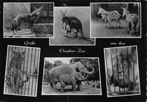 Dresden Zoo Mehrbildkarte gl1964 189.343