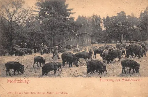 Moritzburg Fütterung der Wildschweine gl1908 189.795