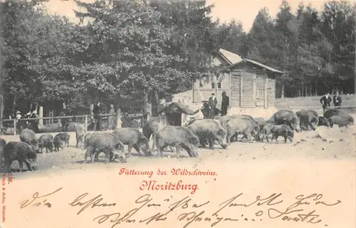 Moritzburg Fütterung der Wildschweine gl1899 189.796