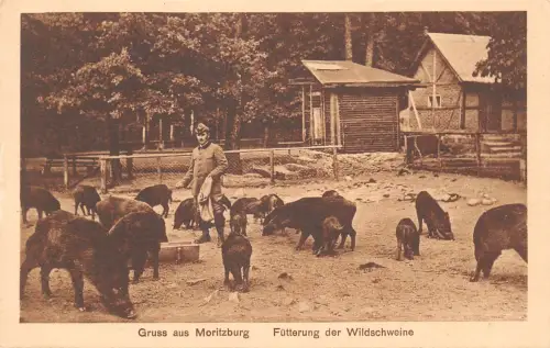 Moritzburg Fütterung der Wildschweine ngl 189.798