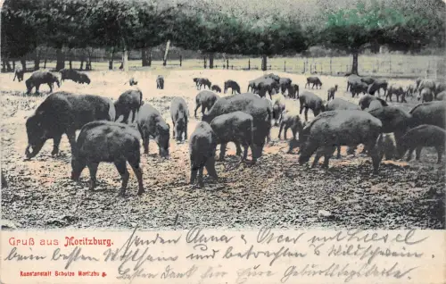 Moritzburg Fütterung der Wildschweine gl1904 189.794