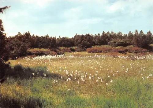 Zinnwald-Georgenfeld Naturschutzgebiet Hochmoor ngl 189.950