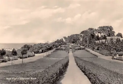 Insel Poel Schwarzer Busch ngl 190.231