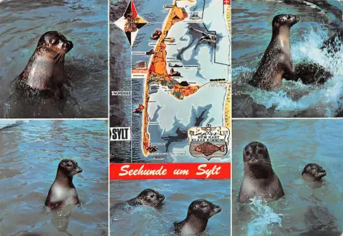 Sylt Mehrbildkarte Seehunde ngl 190.390