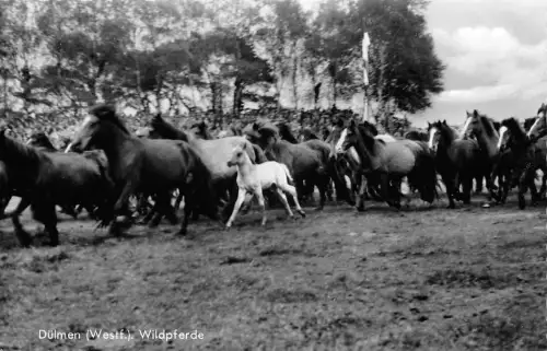 Dülmen Wildpferde ngl 190.425