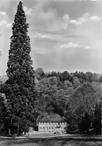 Auerbach (Bergstraße) Mammutbaum mit Fürstenlager ngl 191.898