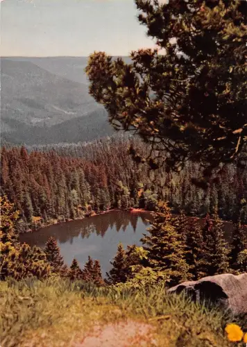 Schwarzwald Wildsee ngl 196.477