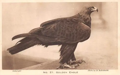 Zoo London Golden Eagle ngl 196.612
