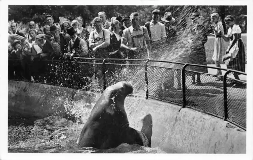 Zoo München Walross "Mimi" ngl 196.617