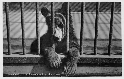 Zoo Duisburg Junger Bär gl1941 196.622