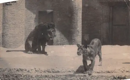 Zoo München Löwen Fotokarte gl1920 196.616