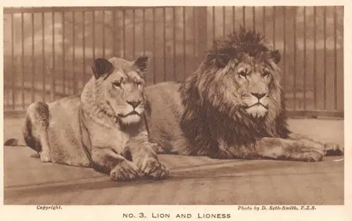 Zoo London Lion and Lioness ngl 196.624