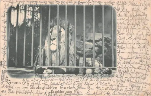 Zoo Frankfurt Löwe gl1901 196.619