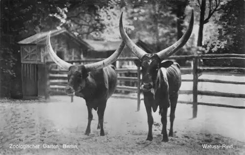 Zoo Berlin Watussi-Rind ngl 196.615