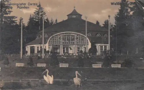 Zoo München Pelikane Fotokarte gl1920 196.611