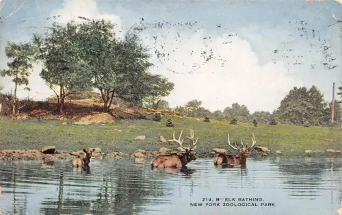 Zoo New York Elk Bathing gl1915 196.621