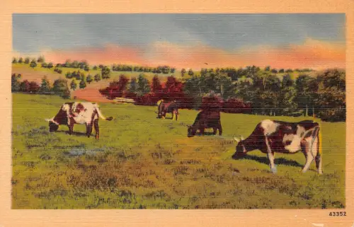 USA Kühe auf Weide ngl 196.735