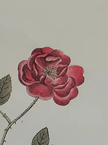 H511-Blumenbild-Druck-Gemälde-Bild-gerahmt-Passepartout-Blumen-