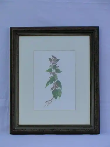 5843-Bild-Aquarell auf Karton-Gemälde-Kräuterpflanze-signiert Blaim-gerahmt-