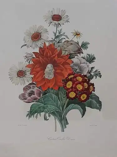 H1001-Druck-Blumenbild-Botanische Illustration-gerahmt-