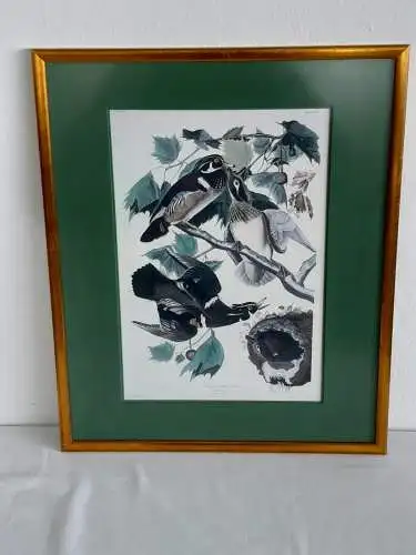 H875-Kunstdruck-Tierbild-Stockenten-im Wald-gerahmt-Passepartout-hinter Glas-