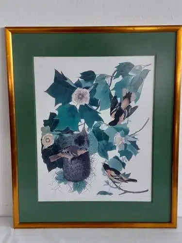 H876-Kunstdruck-Tierbild-Vögel-Passepartout-hinter Glas-gerahmt-Bild-Gerahmt-