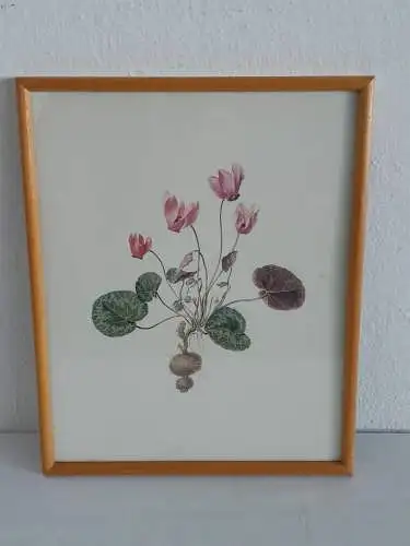 H890-Blumenbild-Aquarell-gerahmt-Gemälde-Bild-hinter Glas-Malerei-