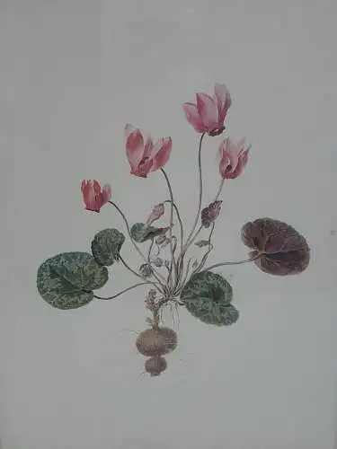 H890-Blumenbild-Aquarell-gerahmt-Gemälde-Bild-hinter Glas-Malerei-