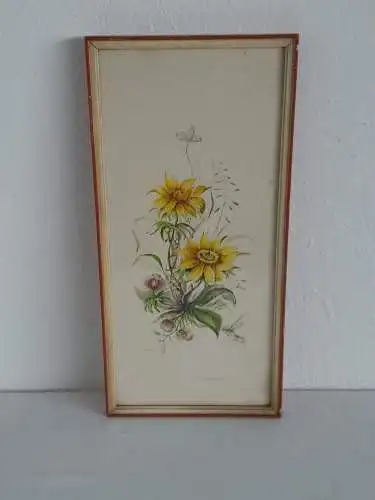 H917-Blumenbild-Aquarell-Gemälde-Bild-Adonisröschen-gerahmt-signiert-Malerei