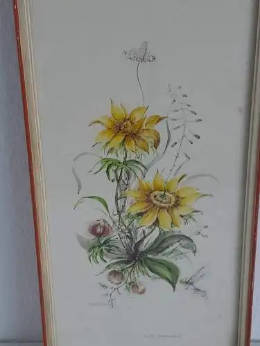 H917-Blumenbild-Aquarell-Gemälde-Bild-Adonisröschen-gerahmt-signiert-Malerei