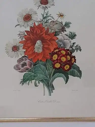 H1001-Druck-Blumenbild-Botanische Illustration-gerahmt-