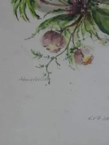 H917-Blumenbild-Aquarell-Gemälde-Bild-Adonisröschen-gerahmt-signiert-Malerei