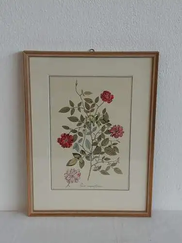 H511-Blumenbild-Druck-Gemälde-Bild-gerahmt-Passepartout-Blumen-