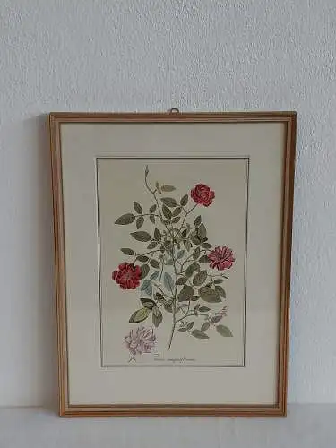 H511-Blumenbild-Druck-Gemälde-Bild-gerahmt-Passepartout-Blumen-