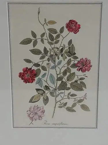 H511-Blumenbild-Druck-Gemälde-Bild-gerahmt-Passepartout-Blumen-