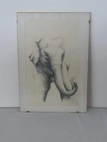 H1265-Gemälde-Bild-Tierbild-Elefant-Bleistiftzeichnung-signiert-Passepartout-