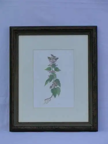 5843-Bild-Aquarell auf Karton-Gemälde-Kräuterpflanze-signiert Blaim-gerahmt-
