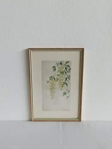 H235-Blumenbild-Alpen-Goldregen-Gemälde-Aquarell-gerahmt-signiert-datiert-