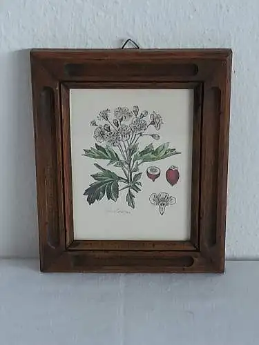 H1367-Pflanzenbild-Weißdorne-Aquarell-Mischtechnik-gerahmt-hinter Glas-