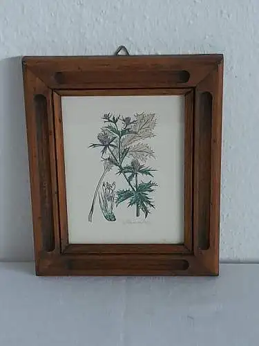 H1366-Pflanzenbild-Mannstreu-Aquarell-Mischtechnik-gerahmt-Bild-