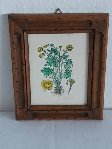 H1369-Pflanzenbild-Trollblume-Aquarell-Mischtechnik-gerahmt-hinter Glas