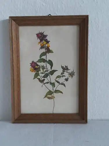 H1377-Blumenbild-Aquarell-hinter Glas-Gemälde-gerahmt-