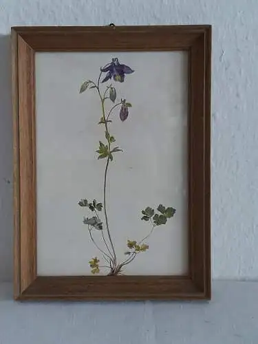 H1380-Blumenbild-Aquarell-hinter Glas-gerahmt-Gemälde-Bild-