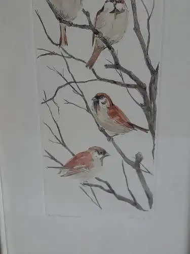 H1394-Tierbild-Vogelbild-Aquarell-signiert-gerahmt-Passepartout
