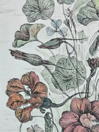 H1452-Colorierte Lithografie-Botanik-Bild-Gemälde-gerahmt-hinter Glas