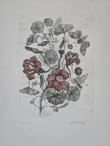 H1452-Colorierte Lithografie-Botanik-Bild-Gemälde-gerahmt-hinter Glas