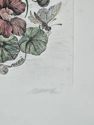 H1452-Colorierte Lithografie-Botanik-Bild-Gemälde-gerahmt-hinter Glas
