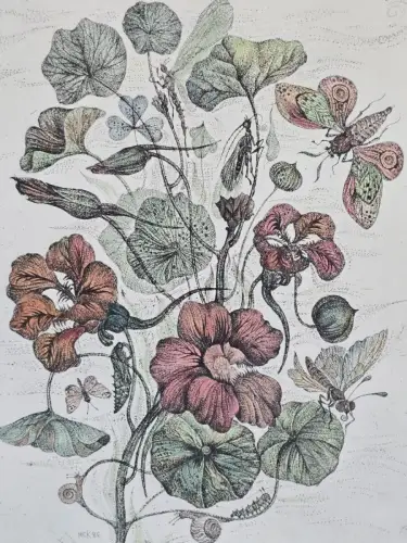 H1452-Colorierte Lithografie-Botanik-Bild-Gemälde-gerahmt-hinter Glas