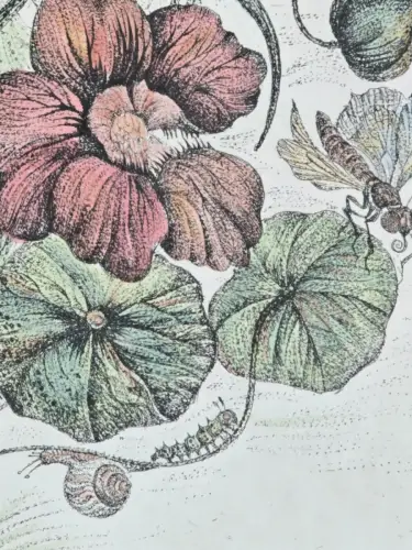 H1452-Colorierte Lithografie-Botanik-Bild-Gemälde-gerahmt-hinter Glas