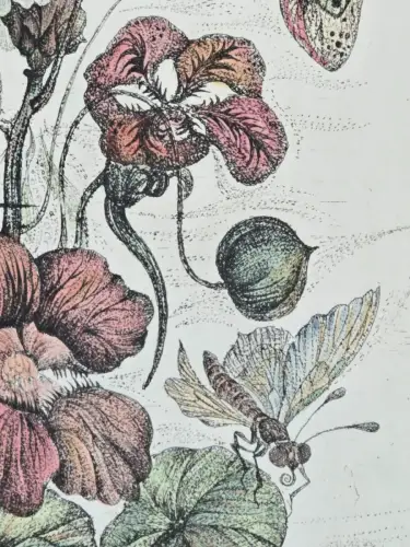 H1452-Colorierte Lithografie-Botanik-Bild-Gemälde-gerahmt-hinter Glas